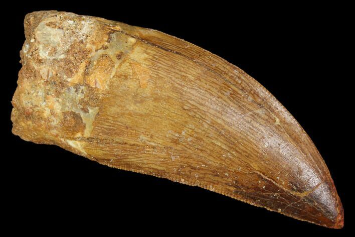Serrated, Carcharodontosaurus Tooth - Robust Tooth #100102